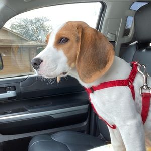 Meet your Posher, Henry